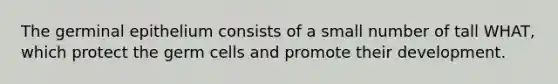 The germinal epithelium consists of a small number of tall WHAT, which protect the germ cells and promote their development.