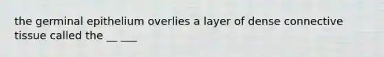 the germinal epithelium overlies a layer of dense connective tissue called the __ ___