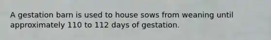 A gestation barn is used to house sows from weaning until approximately 110 to 112 days of gestation.