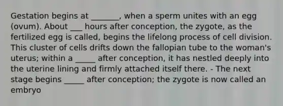 Gestation begins at _______, when a sperm unites with an egg (ovum). About ___ hours after conception, the zygote, as the fertilized egg is called, begins the lifelong process of cell division. This cluster of cells drifts down the fallopian tube to the woman's uterus; within a _____ after conception, it has nestled deeply into the uterine lining and firmly attached itself there. - The next stage begins _____ after conception; the zygote is now called an embryo