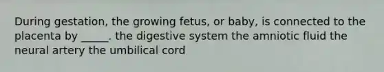 During gestation, the growing fetus, or baby, is connected to the placenta by _____. the digestive system the amniotic fluid the neural artery the umbilical cord