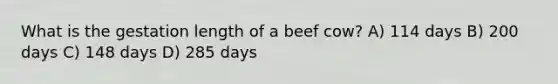 What is the gestation length of a beef cow? A) 114 days B) 200 days C) 148 days D) 285 days