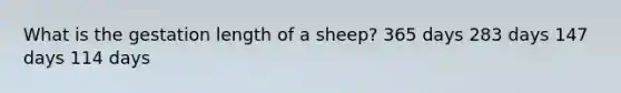 What is the gestation length of a sheep? 365 days 283 days 147 days 114 days