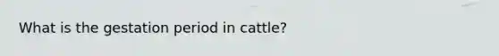 What is the gestation period in cattle?