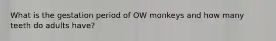 What is the gestation period of OW monkeys and how many teeth do adults have?