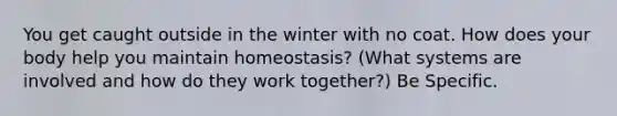 You get caught outside in the winter with no coat. How does your body help you maintain homeostasis? (What systems are involved and how do they work together?) Be Specific.