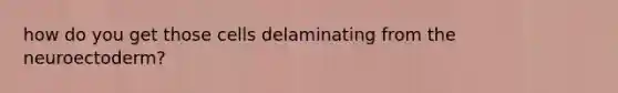 how do you get those cells delaminating from the neuroectoderm?