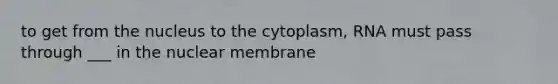 to get from the nucleus to the cytoplasm, RNA must pass through ___ in the nuclear membrane