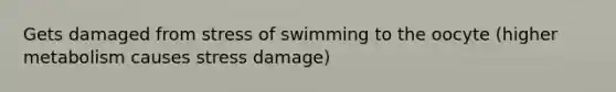 Gets damaged from stress of swimming to the oocyte (higher metabolism causes stress damage)