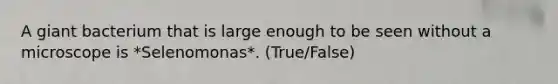 A giant bacterium that is large enough to be seen without a microscope is *Selenomonas*. (True/False)