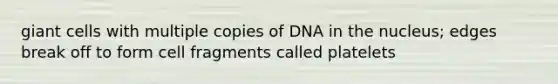 giant cells with multiple copies of DNA in the nucleus; edges break off to form cell fragments called platelets