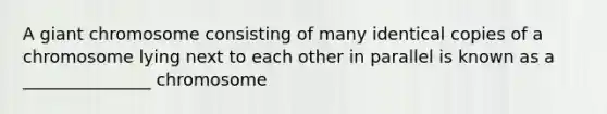 A giant chromosome consisting of many identical copies of a chromosome lying next to each other in parallel is known as a _______________ chromosome