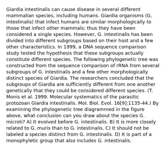 Giardia intestinalis can cause disease in several different mammalian species, including humans. Giardia organisms (G. intestinalis) that infect humans are similar morphologically to those that infect other mammals; thus they have been considered a single species. However, G. intestinalis has been divided into different subgroups based on their host and a few other characteristics. In 1999, a DNA sequence comparison study tested the hypothesis that these subgroups actually constitute different species. The following phylogenetic tree was constructed from the sequence comparison of rRNA from several subgroups of G. intestinalis and a few other morphologically distinct species of Giardia. The researchers concluded that the subgroups of Giardia are sufficiently different from one another genetically that they could be considered different species. (T. Monis et al. 1999. Molecular systematics of the parasitic protozoan Giardia intestinalis. Mol. Biol. Evol. 16[9]:1135-44.) By examining the phylogenetic tree diagrammed in the figure above, what conclusion can you draw about the species G. microti? A) It evolved before G. intestinalis. B) It is more closely related to G. muris than to G. intestinalis. C) It should not be labeled a species distinct from G. intestinalis. D) It is part of a monophyletic group that also includes G. intestinalis.