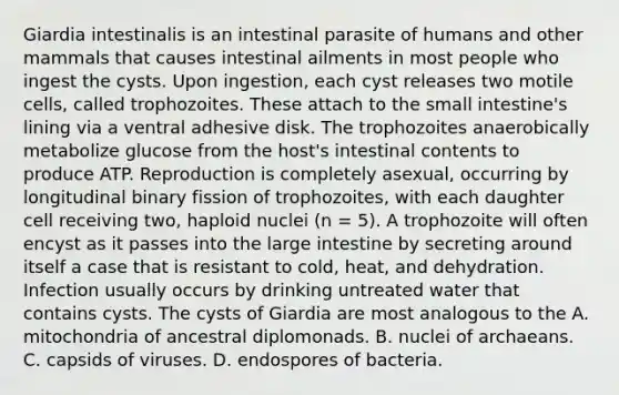 Giardia intestinalis is an intestinal parasite of humans and other mammals that causes intestinal ailments in most people who ingest the cysts. Upon ingestion, each cyst releases two motile cells, called trophozoites. These attach to the small intestine's lining via a ventral adhesive disk. The trophozoites anaerobically metabolize glucose from the host's intestinal contents to produce ATP. Reproduction is completely asexual, occurring by longitudinal binary fission of trophozoites, with each daughter cell receiving two, haploid nuclei (n = 5). A trophozoite will often encyst as it passes into the large intestine by secreting around itself a case that is resistant to cold, heat, and dehydration. Infection usually occurs by drinking untreated water that contains cysts. The cysts of Giardia are most analogous to the A. mitochondria of ancestral diplomonads. B. nuclei of archaeans. C. capsids of viruses. D. endospores of bacteria.