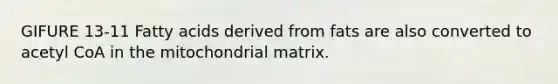 GIFURE 13-11 Fatty acids derived from fats are also converted to acetyl CoA in the mitochondrial matrix.