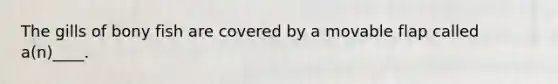 The gills of bony fish are covered by a movable flap called a(n)____.