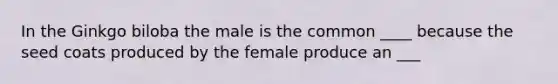 In the Ginkgo biloba the male is the common ____ because the seed coats produced by the female produce an ___