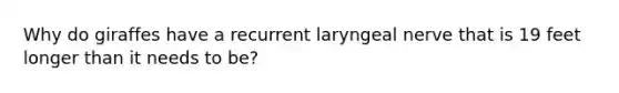 Why do giraffes have a recurrent laryngeal nerve that is 19 feet longer than it needs to be?