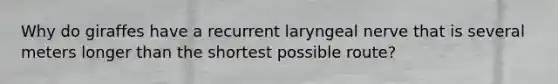 Why do giraffes have a recurrent laryngeal nerve that is several meters longer than the shortest possible route?