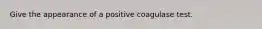 Give the appearance of a positive coagulase test.