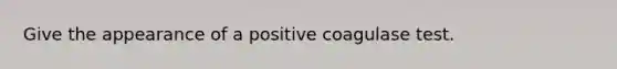 Give the appearance of a positive coagulase test.