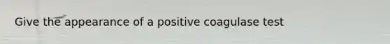 Give the appearance of a positive coagulase test