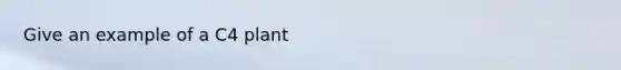 Give an example of a C4 plant