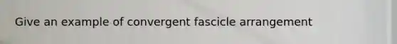 Give an example of convergent fascicle arrangement