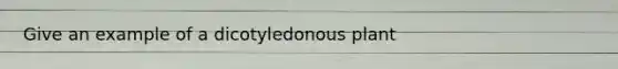 Give an example of a dicotyledonous plant