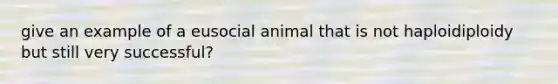 give an example of a eusocial animal that is not haploidiploidy but still very successful?