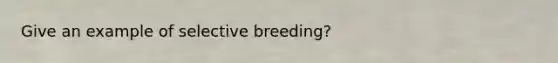 Give an example of selective breeding?