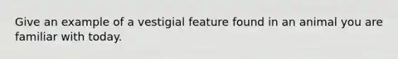 Give an example of a vestigial feature found in an animal you are familiar with today.