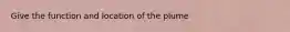 Give the function and location of the plume