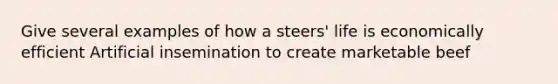 Give several examples of how a steers' life is economically efficient Artificial insemination to create marketable beef