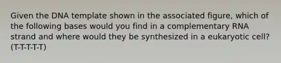 Given the DNA template shown in the associated figure, which of the following bases would you find in a complementary RNA strand and where would they be synthesized in a eukaryotic cell? (T-T-T-T-T)