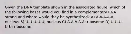 Given the DNA template shown in the associated figure, which of the following bases would you find in a complementary RNA strand and where would they be synthesized? A) A-A-A-A-A; nucleus B) U-U-U-U-U; nucleus C) A-A-A-A-A; ribosome D) U-U-U-U-U; ribosome