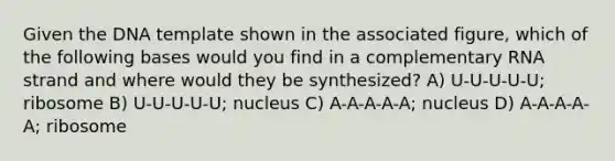 Given the DNA template shown in the associated figure, which of the following bases would you find in a complementary RNA strand and where would they be synthesized? A) U-U-U-U-U; ribosome B) U-U-U-U-U; nucleus C) A-A-A-A-A; nucleus D) A-A-A-A-A; ribosome