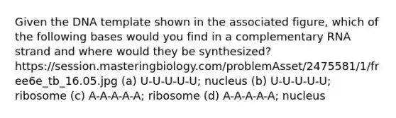 Given the DNA template shown in the associated figure, which of the following bases would you find in a complementary RNA strand and where would they be synthesized? https://session.masteringbiology.com/problemAsset/2475581/1/free6e_tb_16.05.jpg (a) U-U-U-U-U; nucleus (b) U-U-U-U-U; ribosome (c) A-A-A-A-A; ribosome (d) A-A-A-A-A; nucleus