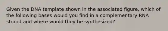 Given the DNA template shown in the associated figure, which of the following bases would you find in a complementary RNA strand and where would they be synthesized?