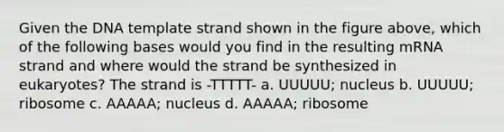 Given the DNA template strand shown in the figure above, which of the following bases would you find in the resulting mRNA strand and where would the strand be synthesized in eukaryotes? The strand is -TTTTT- a. UUUUU; nucleus b. UUUUU; ribosome c. AAAAA; nucleus d. AAAAA; ribosome