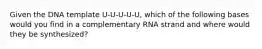 Given the DNA template U-U-U-U-U, which of the following bases would you find in a complementary RNA strand and where would they be synthesized?