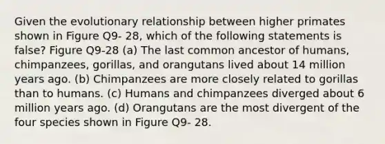 Given the evolutionary relationship between higher primates shown in Figure Q9- 28, which of the following statements is false? Figure Q9-28 (a) The last common ancestor of humans, chimpanzees, gorillas, and orangutans lived about 14 million years ago. (b) Chimpanzees are more closely related to gorillas than to humans. (c) Humans and chimpanzees diverged about 6 million years ago. (d) Orangutans are the most divergent of the four species shown in Figure Q9- 28.