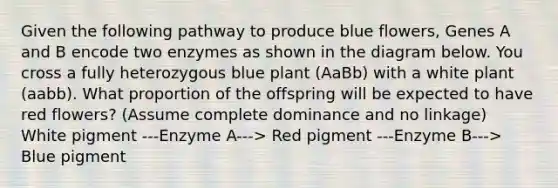 Given the following pathway to produce blue flowers, Genes A and B encode two enzymes as shown in the diagram below. You cross a fully heterozygous blue plant (AaBb) with a white plant (aabb). What proportion of the offspring will be expected to have red flowers? (Assume complete dominance and no linkage) White pigment ---Enzyme A---> Red pigment ---Enzyme B---> Blue pigment