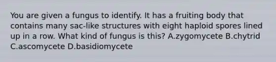 You are given a fungus to identify. It has a fruiting body that contains many sac-like structures with eight haploid spores lined up in a row. What kind of fungus is this? A.zygomycete B.chytrid C.ascomycete D.basidiomycete