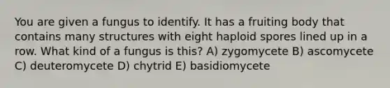 You are given a fungus to identify. It has a fruiting body that contains many structures with eight haploid spores lined up in a row. What kind of a fungus is this? A) zygomycete B) ascomycete C) deuteromycete D) chytrid E) basidiomycete