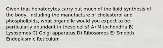 Given that hepatocytes carry out much of the lipid synthesis of the body, including the manufacture of cholesterol and phospholipids, what organelle would you expect to be particularly abundant in these cells? A) Mitochondria B) Lysosomes C) Golgi apparatus D) Ribosomes E) Smooth Endoplasmic Reticulum