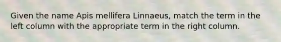Given the name Apis mellifera Linnaeus, match the term in the left column with the appropriate term in the right column.