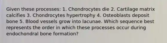 Given these processes: 1. Chondrocytes die 2. Cartilage matrix calcifies 3. Chondrocytes hypertrophy 4. Osteoblasts deposit bone 5. Blood vessels grow into lacunae. Which sequence best represents the order in which these processes occur during endochondral bone formation?