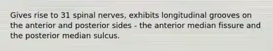 Gives rise to 31 <a href='https://www.questionai.com/knowledge/kyBL1dWgAx-spinal-nerves' class='anchor-knowledge'>spinal nerves</a>, exhibits longitudinal grooves on the anterior and posterior sides - the anterior median fissure and the posterior median sulcus.