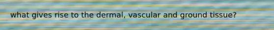 what gives rise to the dermal, vascular and ground tissue?